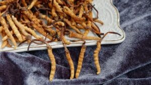 Cordyceps